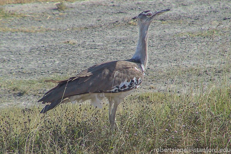 bustard